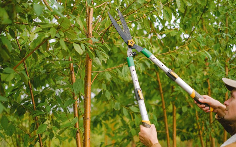 Tree trimming in Kunia, HI